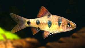 Barbus clown: obsah, kompatibilita, šľachtenie, fotografia, kŕmenie